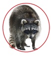 wildlife removal services in vancouver