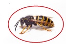 coackroach extermination services