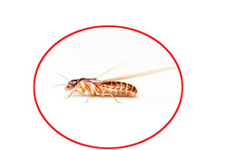 bed bugs extermination