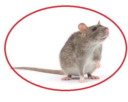 mice and rat exterminator